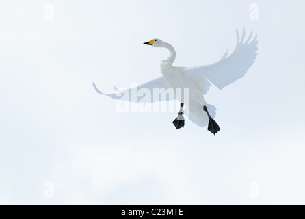 Whooper Swan (Cygnus cygnus) in volo al di sopra di un campo nevoso vicino Akan a Hokkaido, Giappone Foto Stock