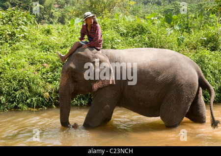 Uomo che cavalca un elefante, Khao Sok National Park, nel sud della Thailandia Foto Stock