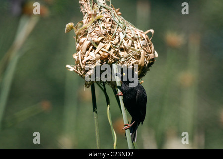 Un Vieillots Tessitore nero uccello dal suo nido in Uganda ( Ploceus nigerrimus ) Foto Stock