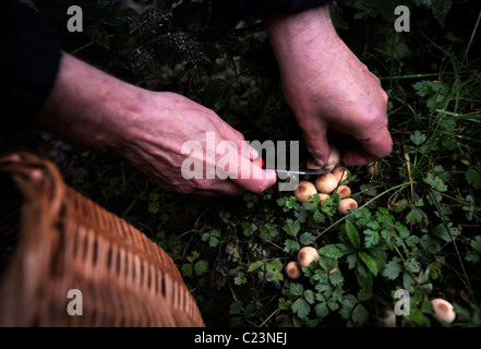 Dettaglio del foraggio esperto Raoul Van Den Broucke puffballs raccolta su un tour partito circa i funghi selvatici nel bosco vicino alla parte superiore Foto Stock