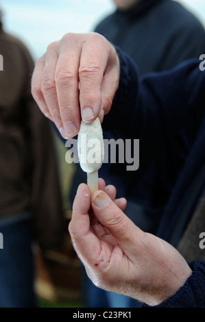 Dettaglio del foraggio esperto Raoul Van Den Broucke con un Shaggy Inkcap fungo su un tour partito circa i funghi selvatici nel bosco n Foto Stock