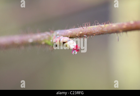 Comune di nocciolo (Corylus avellana) femmina fiore rosso Foto Stock