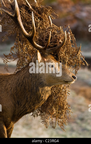 Red Deer cervo (Cervus elaphus) con Bracken nel suo palchi durante la stagione di solchi, Bushy Park, Regno Unito Foto Stock