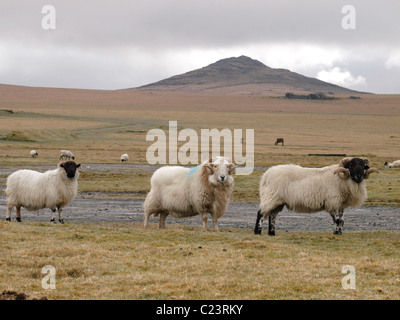 Pecora su Davidstow moor, con Brown Willy tor in background, Cornwall, Regno Unito Foto Stock