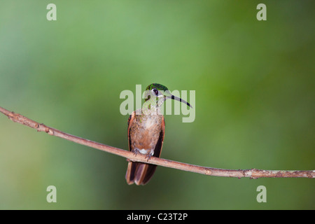 Fawn petto Hummingbird brillante (Heliodoxa rubinoides), Bellavista, Ecuador Foto Stock