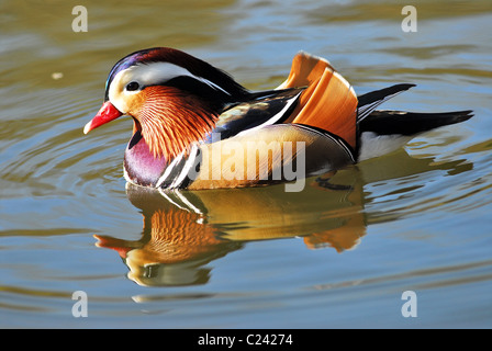 Closeup maschi di anatra di mandarino (Aix galericulata) nuoto, visto di profilo, con un grande riflesso nell'acqua Foto Stock