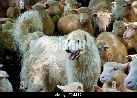 Maremma o cane da pecora abruzzese che custodisce o allevano pecore Finn-Dorset, Stone Barns Center for Food and Agriculture, Pocantico Hills, New York, USA Foto Stock