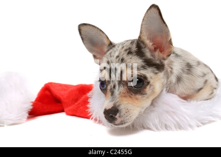 Carino piccolo unico pezzata nera chihuahua con un occhio azzurro e uno marrone a depositare all'interno di un natale di santa hat Foto Stock