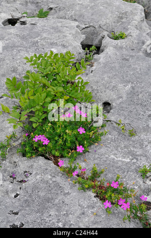 Bloody Cranesbill (Geranium sanguineum) e frassino alberello (Fraxinus excelsior) cresce in gryke sulla pavimentazione di pietra calcarea. Foto Stock