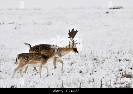 Daino: Dama Dama. In inverno la neve. Il Parco di Richmond, Surrey, Inghilterra. Buck e il DOE Foto Stock