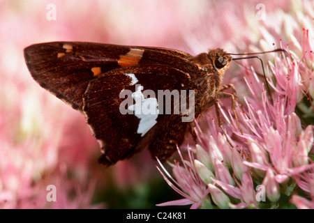 Argento-spotted Skipper nectaring sul fiore Sedum Foto Stock
