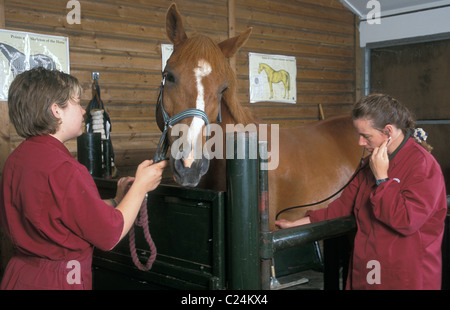 Cavallo in ospedale veterinario essendo controllato su Foto Stock