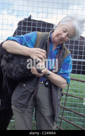 Vet controllo denti di decadimento di anziani pony Foto Stock