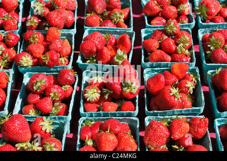 Tabella piena di pinte di fragole rosso fuori nel sole per la vendita su un mercato. Molti contenitori blu pieno di sole fragole rosso fuori per la vendita Foto Stock