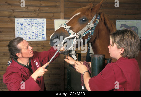 Vet equestre e assistente Controllo/pulizia del cavallo a denti equestre clinica veterinaria Foto Stock