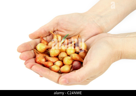 Belle le mani delle donne tenere i semi di cipolla, isolato su uno sfondo bianco. Foto Stock