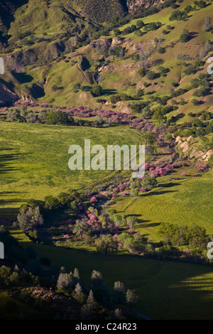 Una gamma di costiera ranch di bestiame in California centrale Foto Stock