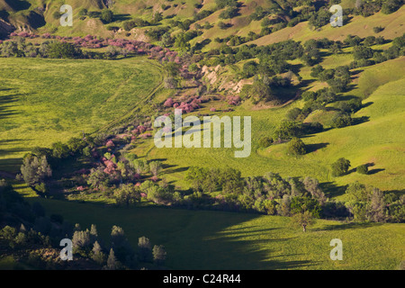 Una gamma di costiera lungo la valle del fiume scorre in un ranch di bestiame in California centrale Foto Stock