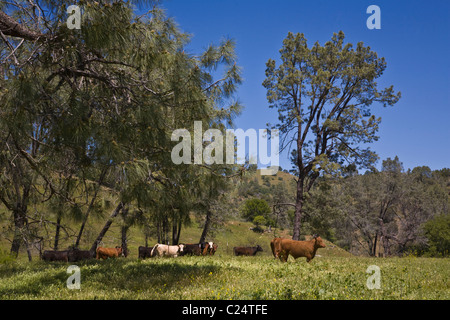 Una gamma di costiera ranch di bestiame in California centrale Foto Stock