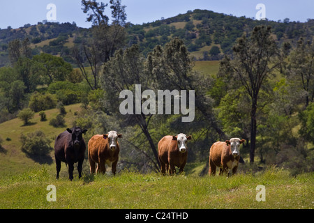 Una gamma di costiera ranch di bestiame in California centrale Foto Stock