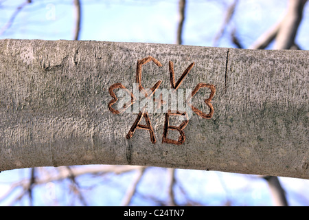 Iniziali incise nel ramo di albero, Long Island NY Foto Stock