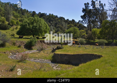 Una gamma di costiera ranch di bestiame in California centrale Foto Stock