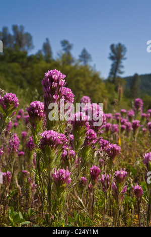 Civette CLOVER fiorisce in un pascolo in una gamma costiere ranch di bestiame in California centrale Foto Stock