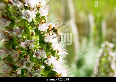 Il miele europeo bee in volo a raccogliere il polline dei fiori nella stagione estiva. Australia Melbourne Victoria Foto Stock