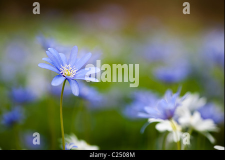 Anemone blanda fiori. Windflower Foto Stock