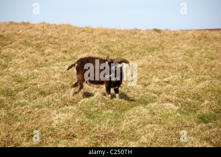 Pecore Soay, Ovis aries, su Lundy Island, Devon, Inghilterra Regno Unito nel mese di marzo Foto Stock