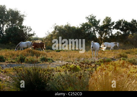 Cavalli Camargue, la Camargue, la Provenza, Francia. Foto Stock