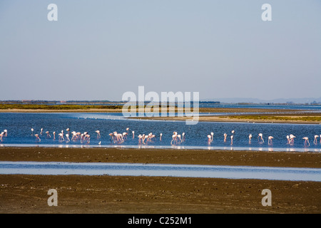 Fenicotteri rosa in laghi poco profondi, la Camargue, la Provenza, Francia. Foto Stock