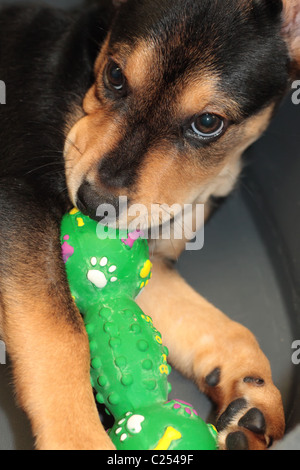Cane ed il suo giocattolo Foto Stock