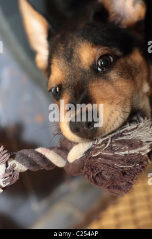 Grazioso cucciolo è mordere il suo giocattolo scherzosamente Foto Stock