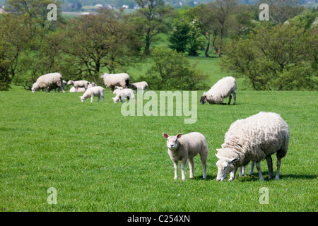 Pecore al pascolo su terreni agricoli nella foresta di Bowland, Lancashire, Inghilterra, Regno Unito Foto Stock