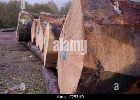 Rovere abbattuto tronchi di alberi in rotta per una segheria Foto Stock