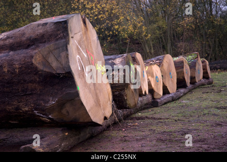 Rovere abbattuto tronchi di alberi in rotta per una segheria Foto Stock