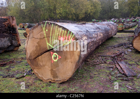 Rovere abbattuto tronchi di alberi in rotta per una segheria Foto Stock