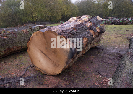 Rovere abbattuto tronchi di alberi in rotta per una segheria Foto Stock