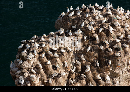 Sule sulle scogliere a RSPB Bempton riserva naturale, Flamborough, East Yorkshire Foto Stock