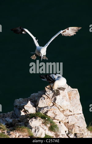Sule sulle scogliere a RSPB Bempton riserva naturale, Flamborough, East Yorkshire Foto Stock