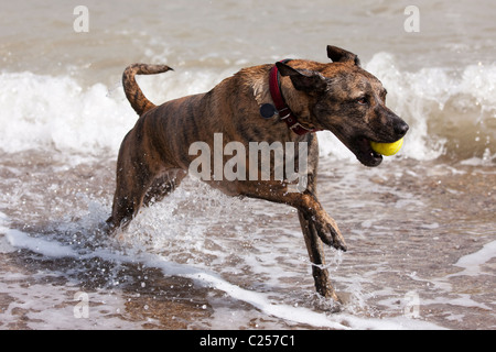 Cane a caccia di una sfera a Bridlington Lungomare, Bridlington, East Yorkshire Foto Stock