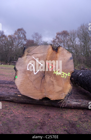 Rovere abbattuto tronchi di alberi in rotta per una segheria Foto Stock