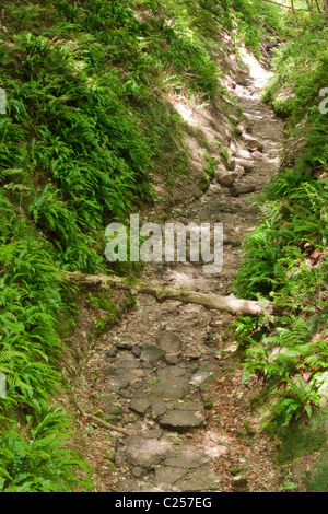 Alani Dyke vicino a Flamborough, East Yorkshire Foto Stock