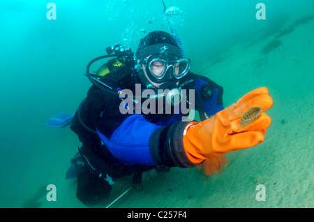 Victorii Acanthogammarus maculosus. Lago Baikal, Siberia, Russia, isola di Olkhon. Foto Stock