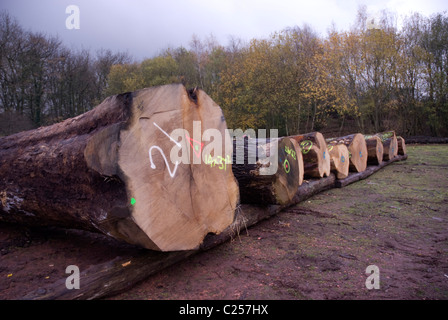 Rovere abbattuto tronchi di alberi in rotta per una segheria Foto Stock