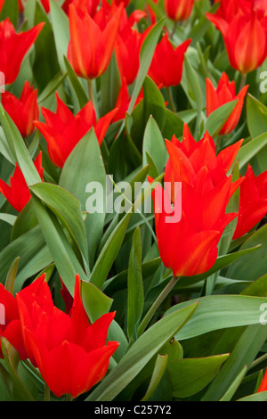 Tulipani rossi Foto Stock