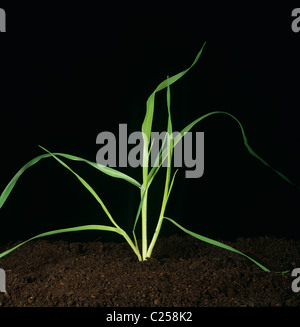 Scagliola (Phalaris canariensis) tillering erba infestante o bird erba seme Foto Stock