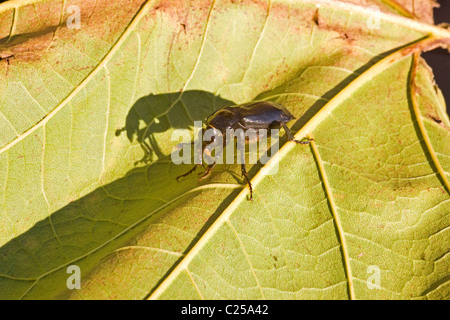 Coleottero di massa su foglie autunnali Foto Stock