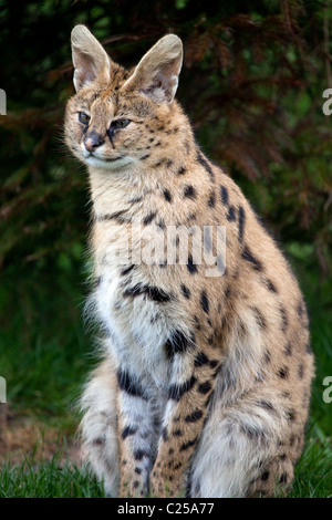 Una vista verticale di un Serval seduta in qualche erba Foto Stock